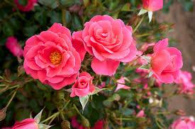 Do you grow roses in your yard?