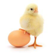 Which came first: The Chicken or The Egg?
