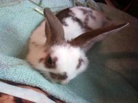 Do you own a rabbit?