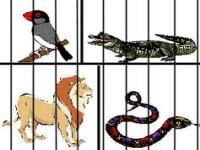 Animal crazy