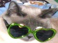 Are you a cat owner?