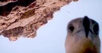 What would you rather see, animal selfies or people selfies?