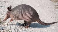 Have you ever seen a regular sized Armadillo?