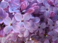 The Rochester LILAC Festival will be on Friday, May 9, 2014 - Sunday, May 18, 2014 in Highland Park, Rochester, NY. Have you ever been to this festival or any other type of flower festival?