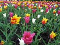 April showers bring May flowers, which of these May holidays are you familiar with?