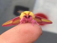 The Rosy Maple Moth is a North American Moth that feeds mostly on maple trees. Have you ever seen this Moth?
