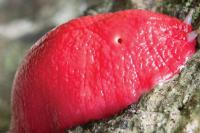 Also in Australia, are giant pink slugs. They are indigenous only to Mount Kaputar and measure up to 20 cm (almost 8 inches) long. What you think about these slugs?