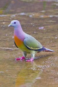 The Pink-necked green pigeon prefers a subtropical or tropical moist lowland forests, subtropical or tropical mangrove forests, and subtropical or tropical moist montane forests. Which is true for you?