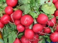 What to do you know about Radishes?