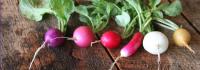 Here are the health benefits of Radishes, which ones are you aware of?