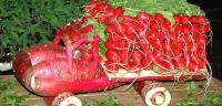 Are you fond of radishes?