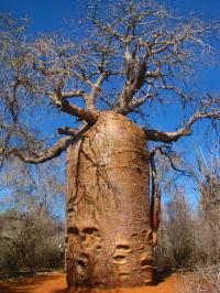 A Teapot Baobobs are endemic to Madagascar & over 1000 years old. This type of Baobab is an endangered species. Many of the trees are over 80m tall and the trunks can get to 25m in circumference. The swollen trunks of the trees provide the source of water in the drought season. When in bloom, the baobab flowers only last for 24 hours. These flowers are featured on the Madagascan 100 Franc banknote. Have you ever heard of or seen this Teapot?