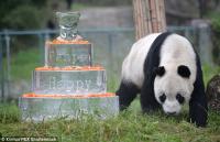 This week Pan Pan, the world's oldest Panda Bear turned thirty. Pan Pan, born in 1985, lives in Wolong National Nature Reserve in the Shichuan province in China. His caretakers at the Conservation and Research Center made him a huge cake with shredded carrots over top. Were you aware that Pandas can live to this age?