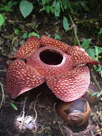 Rafflesia arnoldii is a member of the genus Rafflesia. It is noted for producing the largest individual flower on earth. It has a very strong and horrible odor of decaying flesh, earning it the nickname