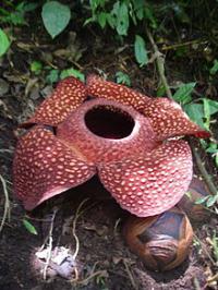 Rafflesia arnoldii is a member of the genus Rafflesia. It is noted for producing the largest individual flower on earth. It has a very strong and horrible odor of decaying flesh, earning it the nickname 