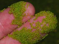 The world's smallest flowering plant is the watermeal, or Wolffia globosa. Found all over the planet, this bright green oval plant is about the size of a grain of rice. Have you ever seen any of the small flowers?