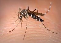 If you have ever been bitten by a mosquito, and developed a mosquito-borne illness, which one was it?