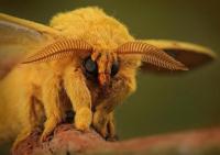 Next is the Venezuelan Poodle Moth. Here are so more facts, check off what you know: