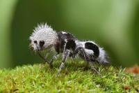 The Panda Ant is what you see in the photo. Check off what you might already know about the Panda: