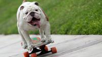 Otto managed to skate through the 60 pairs of open legs of 30 humans. If you have a pet, can it do any tricks?