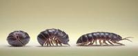 The Pill Bug, also known as a Rollie Pollie, has specific garden benefits. Which are you familiar with?