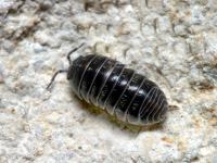 Pill bugs, when frightened, will roll up in a ball. Have you ever intentionally touched a Pill bug to make it turn into a ball?