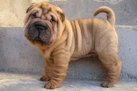 The Shar Pei, or Chinese Shar-Pei, is a breed of dog known for its distinctive features of deep wrinkles and a blue-black tongue. The breed comes from China. The name translates to 