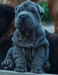 Check off what you know about Shar Peis:
