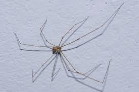 There are some species of Daddy longlegs (see picture) that are quite often thought to be mosquitoes. Have you ever thought this, too?