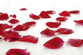 Does your overall feeling towards rose petals include romantic?