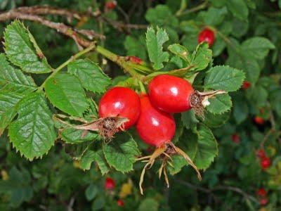 Have you ever consumed or used rose hips?
