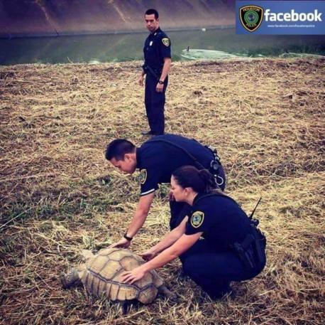 Have you ever, for any reason, had to all law enforcement or the fire department in regard to capturing or saving a pet of yours?