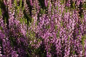 If you've seen Wuthering Heights, there are several references throughout the movie regarding heather (flowers). If you've seen the movie, did you like it?