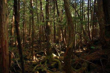 Here are some references to Aokigahara, check which ones you are familiar with: