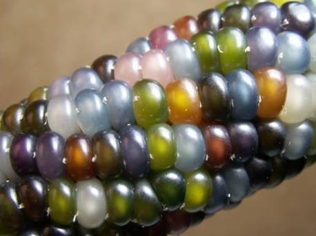 Pictured, is actual corn on the cob, 'Glass Gems' flint corn, developed by Native American corn expert Carl Barnes. Have you heard or seen this corn before, perhaps eaten it?