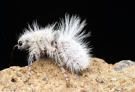 Before this survey, have you seen a velvet ant in person?