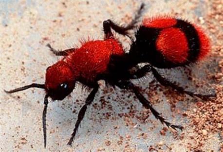 After reading all the various colors in Q #1 are you surprised there are no Pink Ants?
