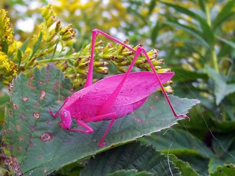 There are Pink Katydids, have you ever seen one?