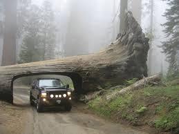 California Storm Destroys 137 Year Old Drive Through Sequoia Tree