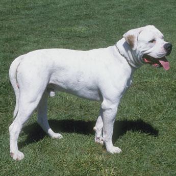 Was out with friends, the other night, and encountered a dog who was larger than his owner. Turns out it was a Pitbull Mastiff. Are you familiar with this type of dog?