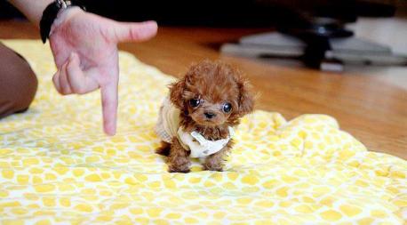 I have always wanted a teacup poodle. If you had your choice of dogs, which would you get?