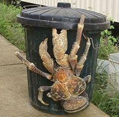 The coconut crab (Birgus latro) is a species of terrestrial hermit crab, also known as the robber crab or palm thief. It is the largest land-living arthropod in the world, and is probably at the upper size limit for terrestrial animals with exoskeletons in recent times, with a weight of up to 4.1 kg (9.0 lb). It can grow to up to 1 m (3 ft 3 in) in length from leg to leg. It is found on islands across the Indian Ocean and parts of the Pacific Ocean as far east as the Gambier Islands mirroring the distribution of the coconut palm; it has been extirpated from most areas with a significant human population, including mainland Australia and Madagascar. What say you regarding the Coconut crab?
