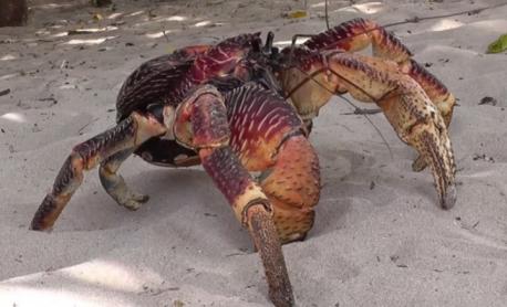 Some call the coconut crab the beach's worst nightmare. If you've seen one of these bad boys in person, was it on the beach?