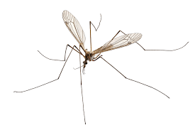Crane Flies (Tipulidae) are delicate insects varying in size from ¼ inch to as large as 1½ inches in length. The largest crane flies are sometimes called 