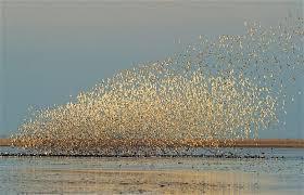 The term murmuration means, when birds fly together. Were you aware this?