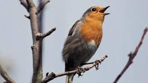Apparently, Robins are the birds that chirp or sing at night. The main purpose of singing is to attract a mate and defend a territory. Robins are one of the few birds that hold a territory throughout the winter so continue to sing when the majority of other birds have stopped. Have you heard birds chirp in the middle of the night?