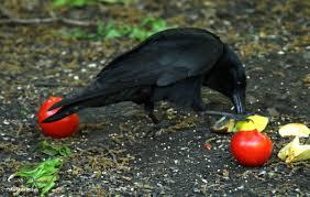 American Crows are familiar over much of the continent: large, intelligent, all-black birds with hoarse, cawing voices. They are common sights in treetops, fields, and roadsides, and in habitats ranging from open woods and empty beaches to town centers. They usually feed on the ground and eat almost anything – typically earthworms, insects and other small animals, seeds, and fruit but also garbage, carrion, and chicks they rob from nests. Their flight style is unique, a patient, methodical flapping that is rarely broken up with glides. American crows are plentiful in Burbank, and have the most annoying sounds. But they are funny to watch, especially when they have found a leftover burger on the ground. Are there black crows in your area?