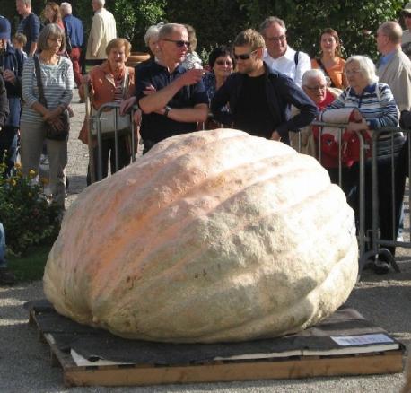 Finally, off the pumpkin patch, or not, is the European contest for the largest pumpkin grown. The world record for giant pumpkins remains in Germany! For the second time in 3 years, the world record for giant pumpkins has fallen at the European Weigh-Off in Germany. German grower Mathia Willemijn brought this behemoth pumpkin weighing 2,624.6 pounds to the weigh-off on October 9, 2016. Congratulations to Mathia! Do you have any carving or weight pumpkin contests in your area?