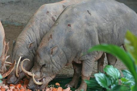 All I Want For Christmas Are My Two Front Teeth