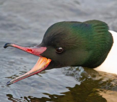 Goosander (Tooth Duck): Extending from its bill are more than one hundred and fifty razor-sharp teeth, curved backwards, which can slice through the bodies of fish like a hot knife in butter. A bird with teeth is always going to be an anomaly—but even more eerily, this dinosaurian 